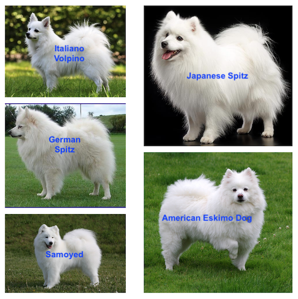 Japanese Spitz vs American Eskimo