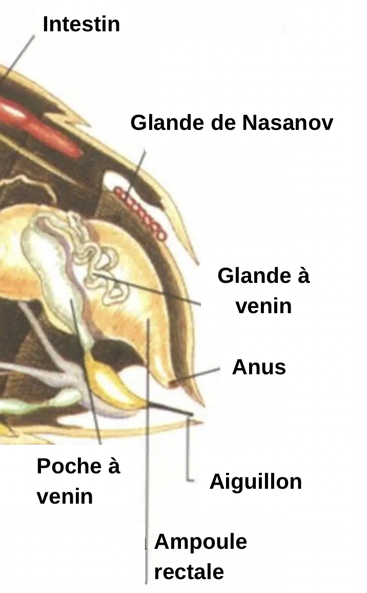 Pourquoi les abeilles piquent-elles ? - APICULTEUR DÉBUTANT