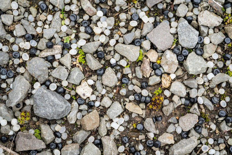 A close up of what could be a rocky beach, with plastic modules scattered among the stones.