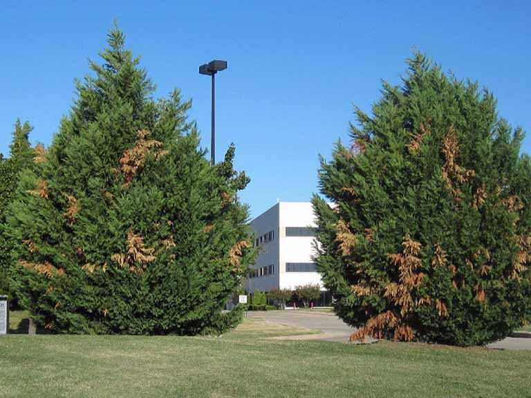 Leyland Cypress Tree