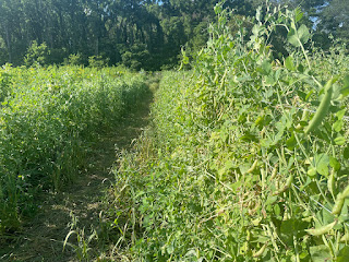Pea plants on a trellis planted in long rows