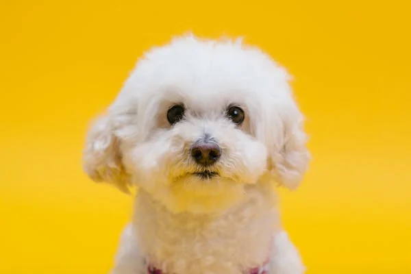 White dog in front of yellow background
