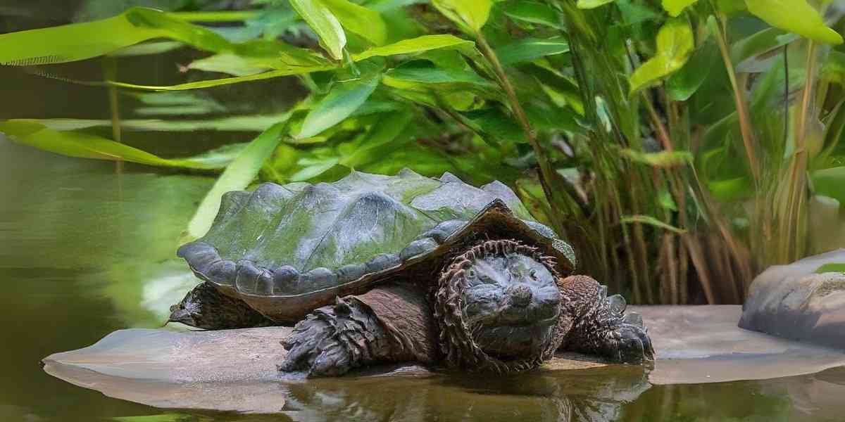  Alligator Snapping Turtles Bite