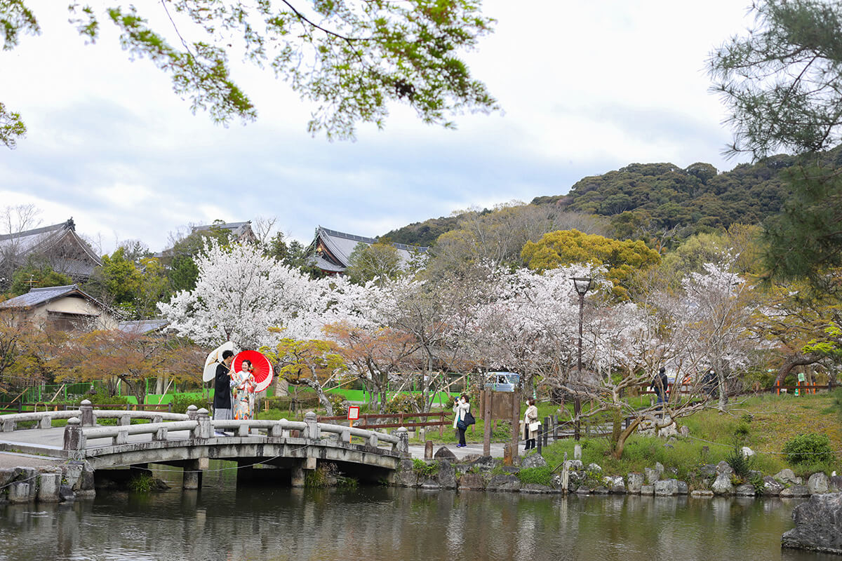 Công viên Maruyama là một điểm lý tưởng nhất ở Kyoto để du khách đến ngắm hoa anh đào (Ảnh: Internet)