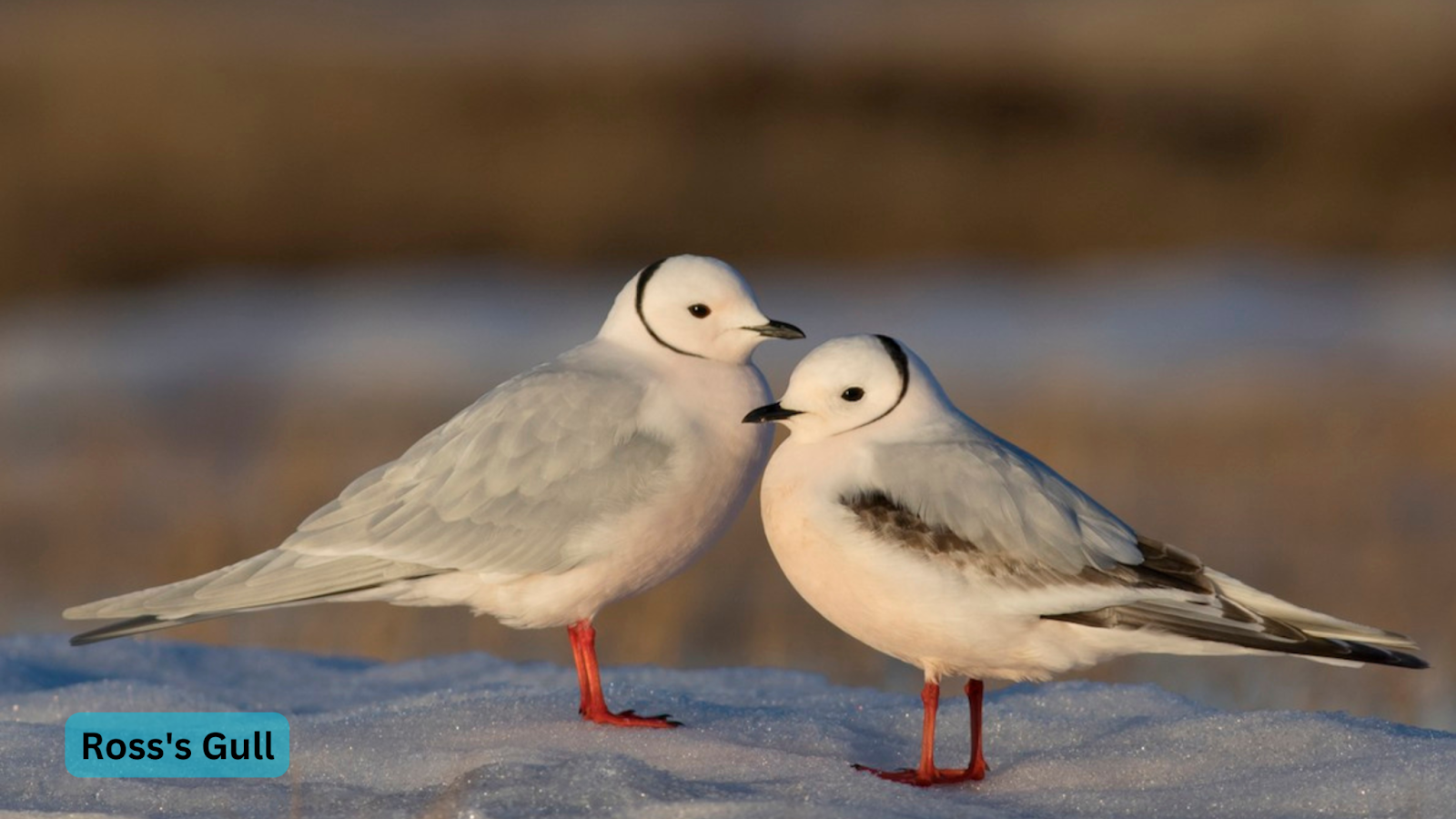 Ross's Gull