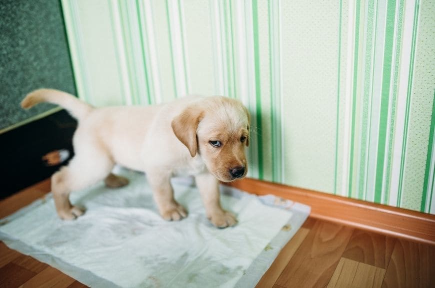 How to Train a Puppy to Use a Diaper