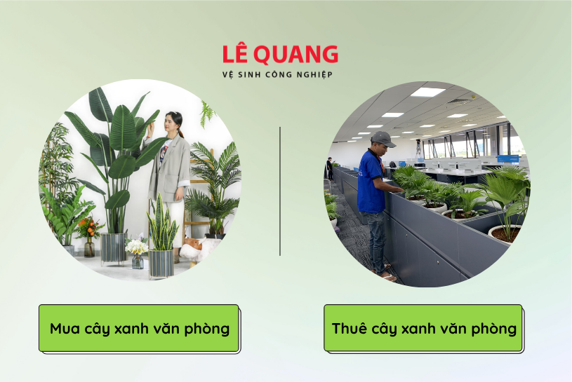 thuê cây văn phòng