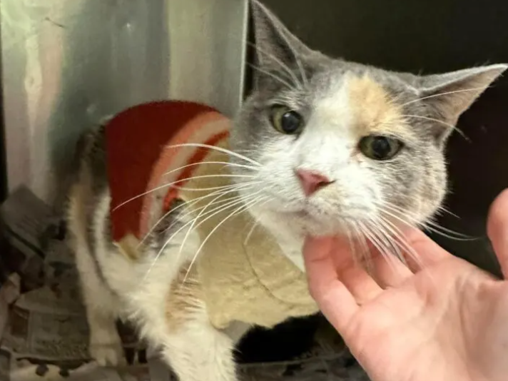 Senior Cat Becomes Victim of Controlling Relationship