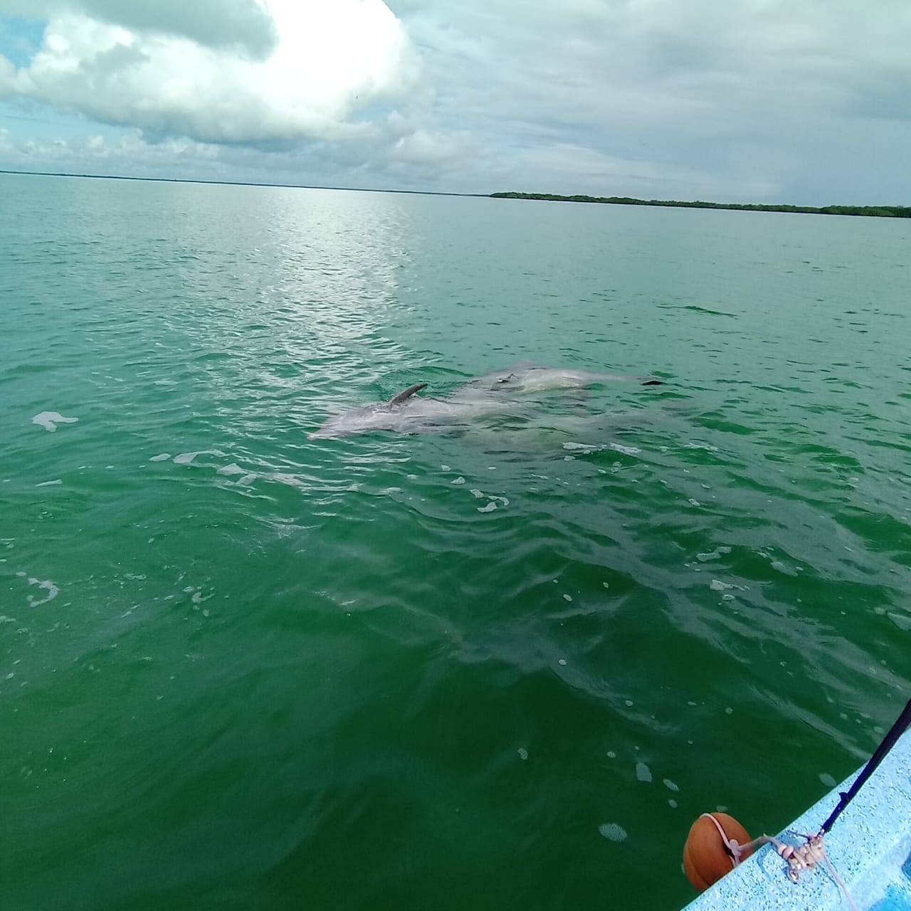 Dauphins à Sian Ka'an