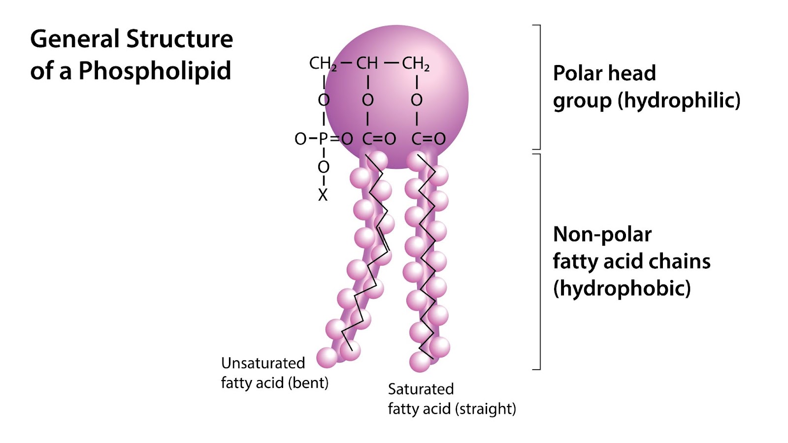 Phospholipid structure: hydrophilic head, hydrophobic tails (glycerol + fatty acids