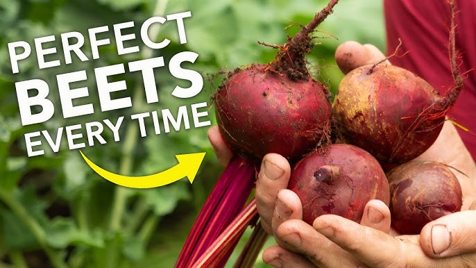 Care Tips for Home Growing Beets