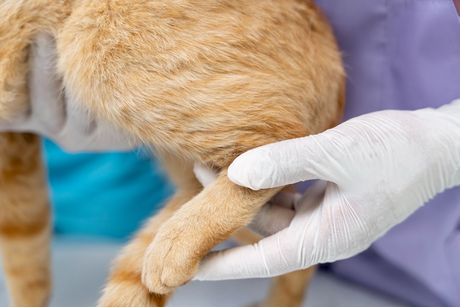 close-up of veterinarian examining an orange cat's hind leg