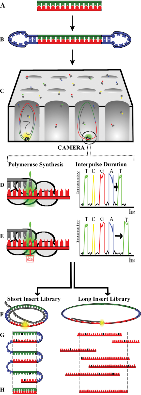 Overview of SMRT Sequencing Technology
