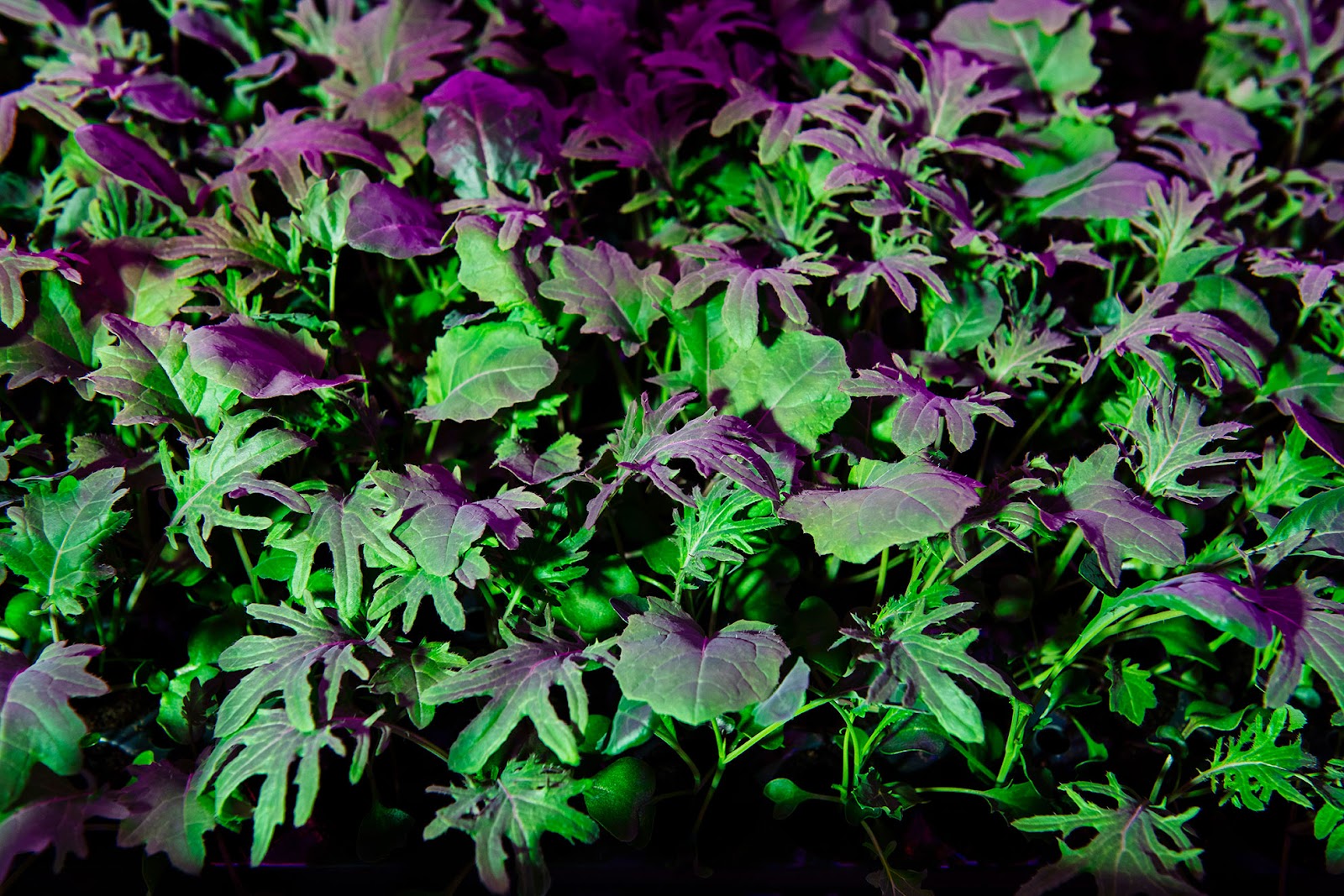 A close-up of vibrant leafy greens illuminated by pink and green LED grow lights. The leaves display a mix of green and purple hues, highlighting the healthy growth of plants in an indoor farming setup. The lighting creates a striking contrast, emphasizing the controlled and innovative agricultural environment.