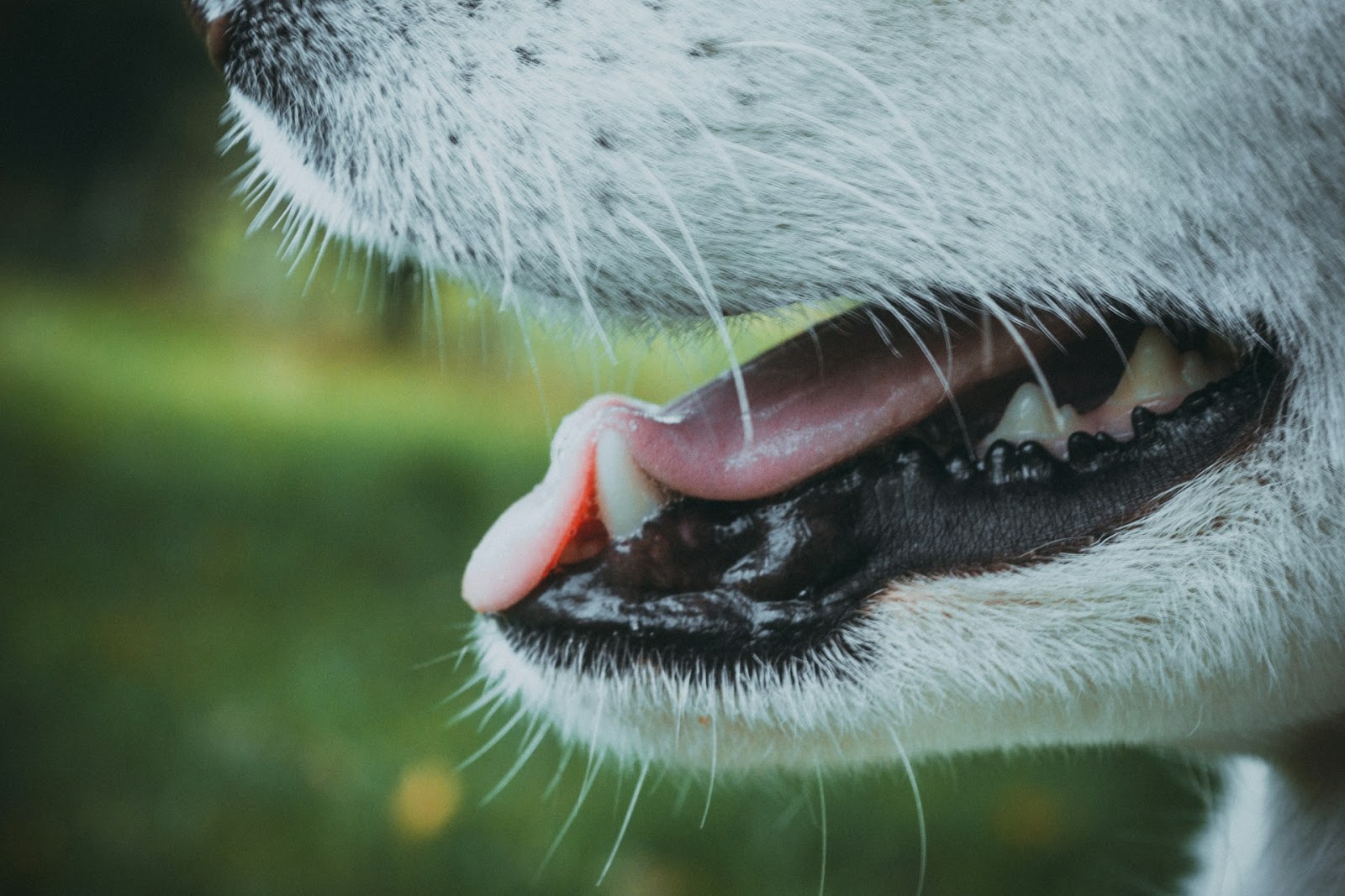 白い犬の口元のアップ