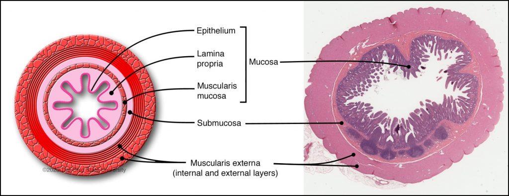 Small intestine – Veterinary Histology