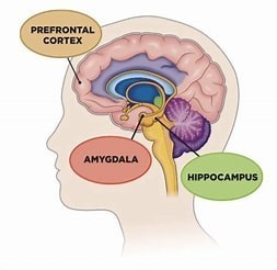 Understanding Executive Function: Unravelling the Role of Prefrontal Cortex,  Amygdala, and Limbic System in ADHD