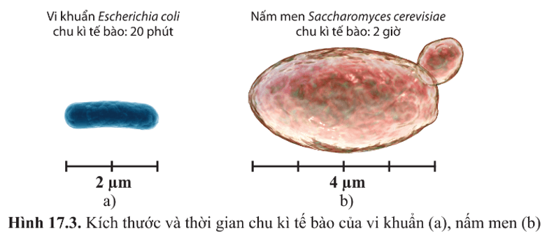 BÀI 17 - VI SINH VẬT VÀ CÁC PHƯƠNG PHÁP NGHIÊN CỨU VI SINH VẬT