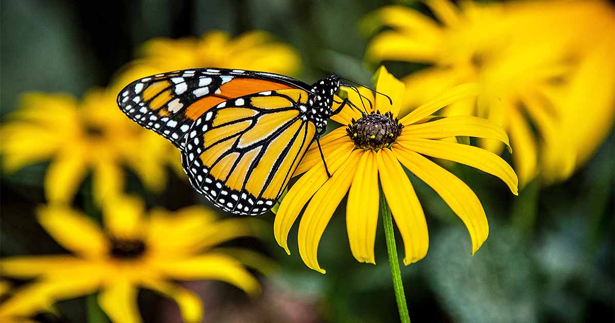 The Ecological Benefits: Attracting Pollinators and Enhancing Biodiversity