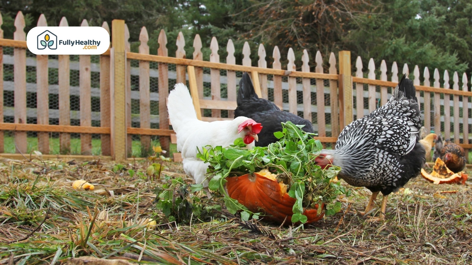 Backyard chickens eating pumpkin and leafy greens in garden