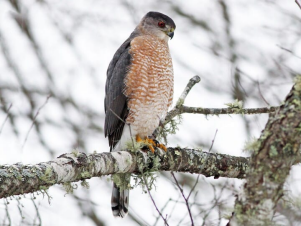 A bird sitting on a branch

Description automatically generated