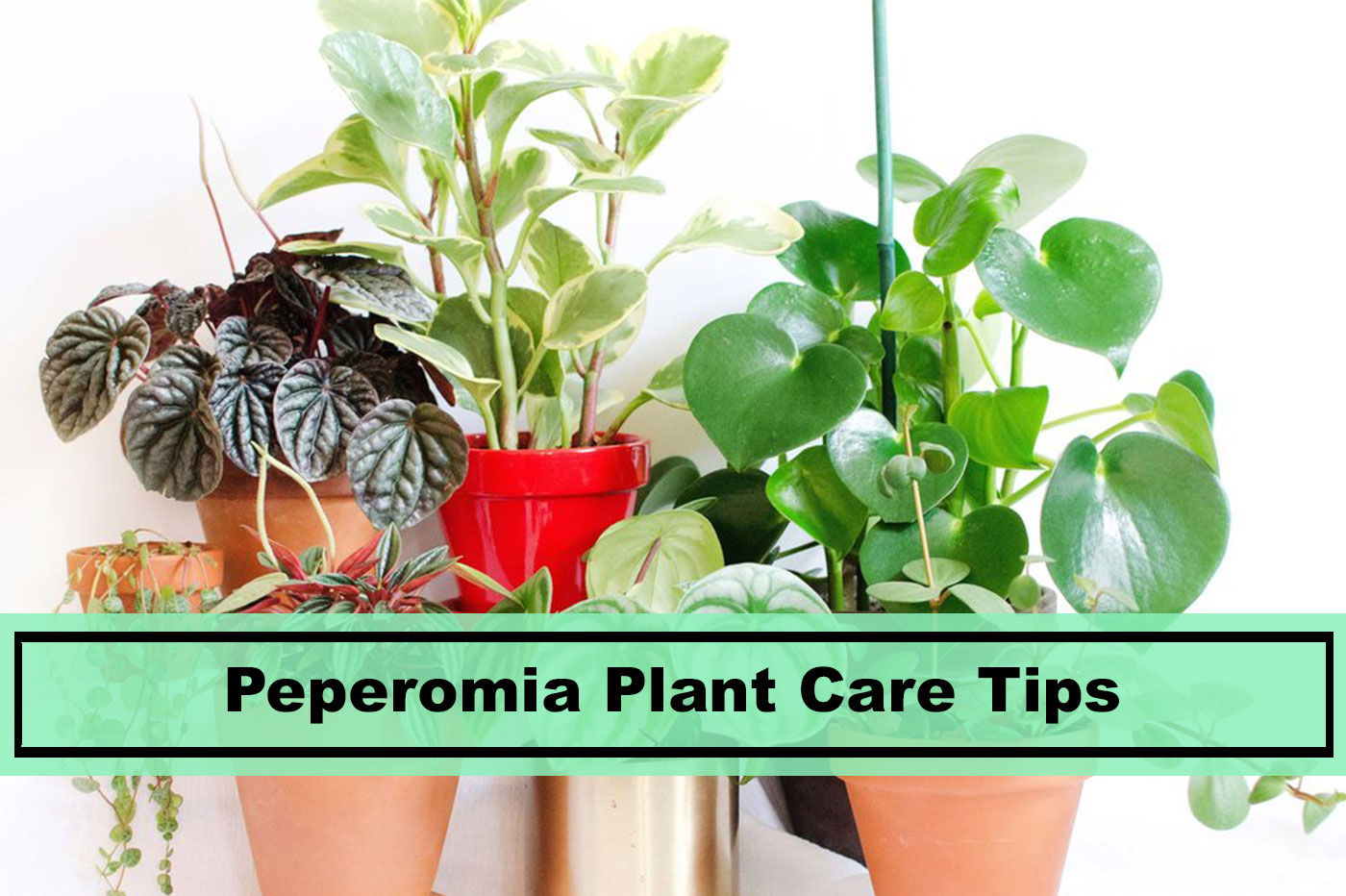 Peperomia Plant Care Tips