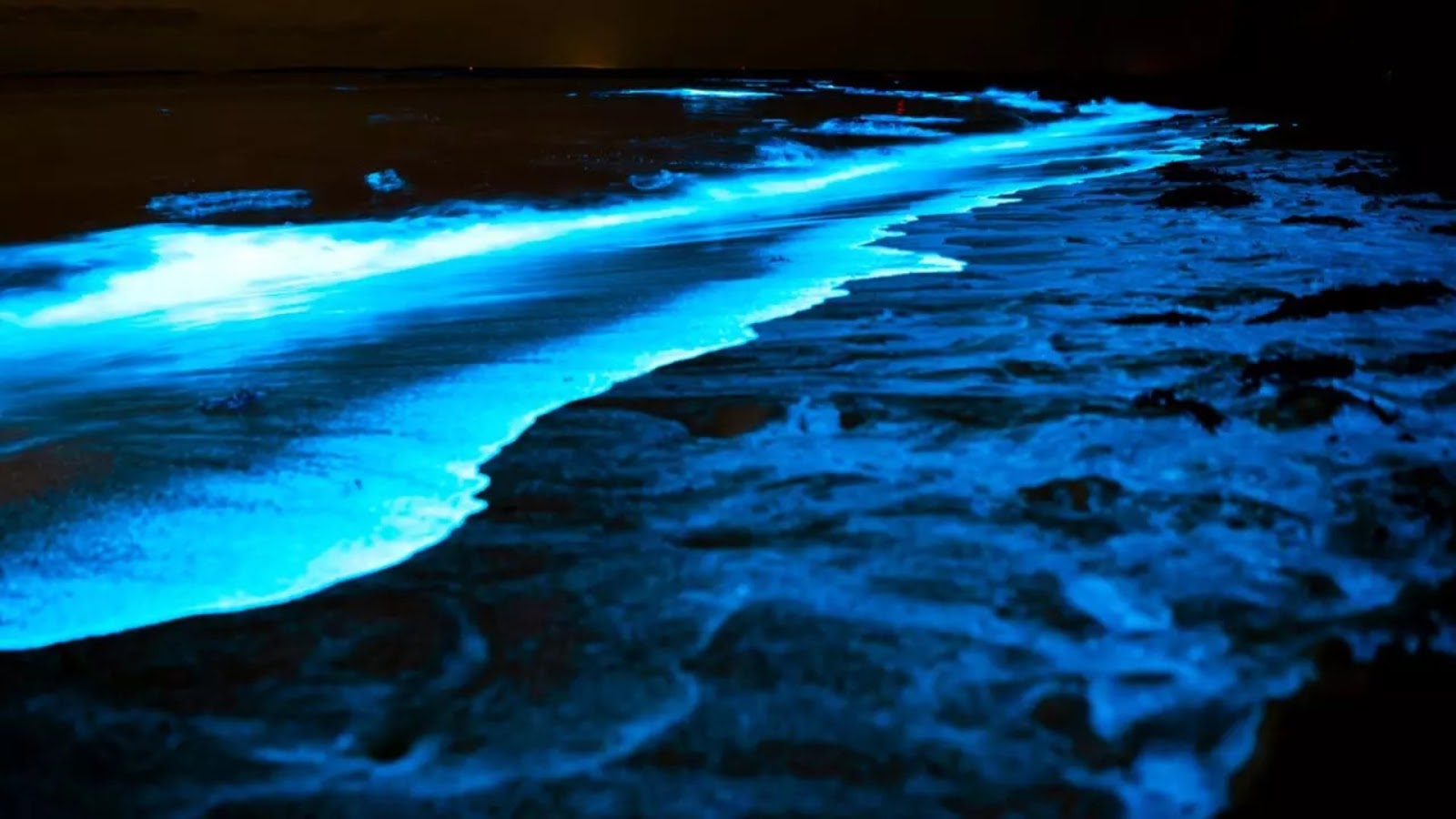 Thiruvanmiyur Beach, Tamil Nadu: bioluminescent beach experience