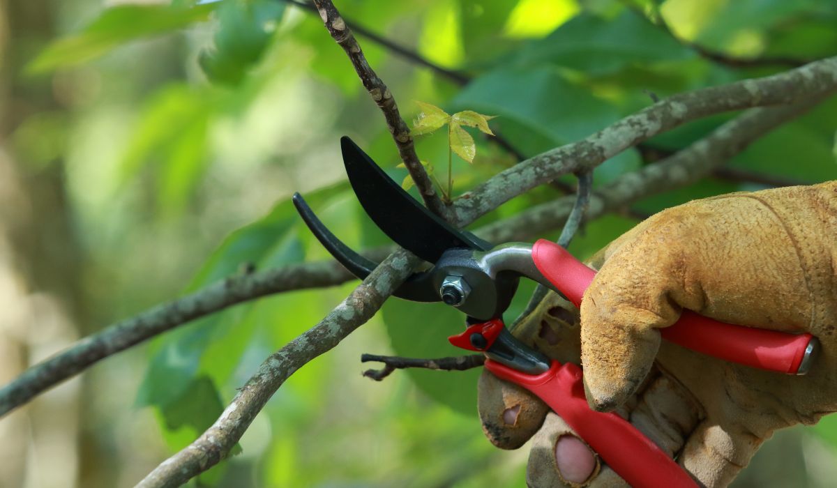 tree trimming vs. pruning in Fort Wayne IN