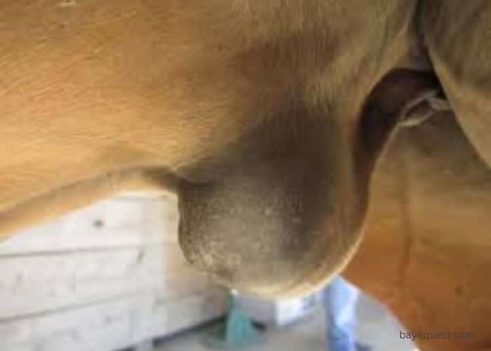 Swollen Horse Sheath Infection Symptoms
