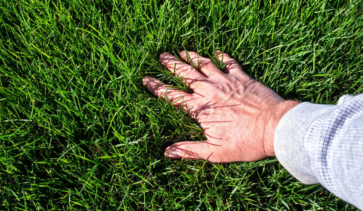 Fescue Grass