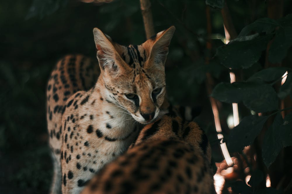 Close-up of Standing Servals