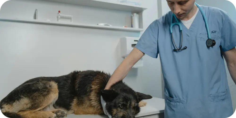 sick dog at vet