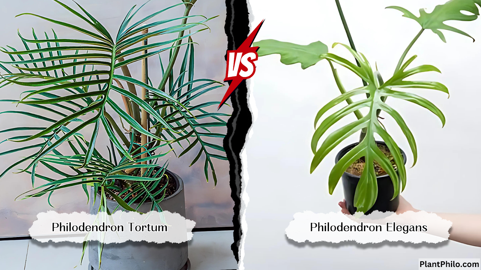 Philodendron Tortum vs. Elegans