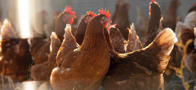 red feather chicken