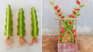 Technique of planting dragon fruit trees | How to Grow Clean Dragon Fruit  Right At Home