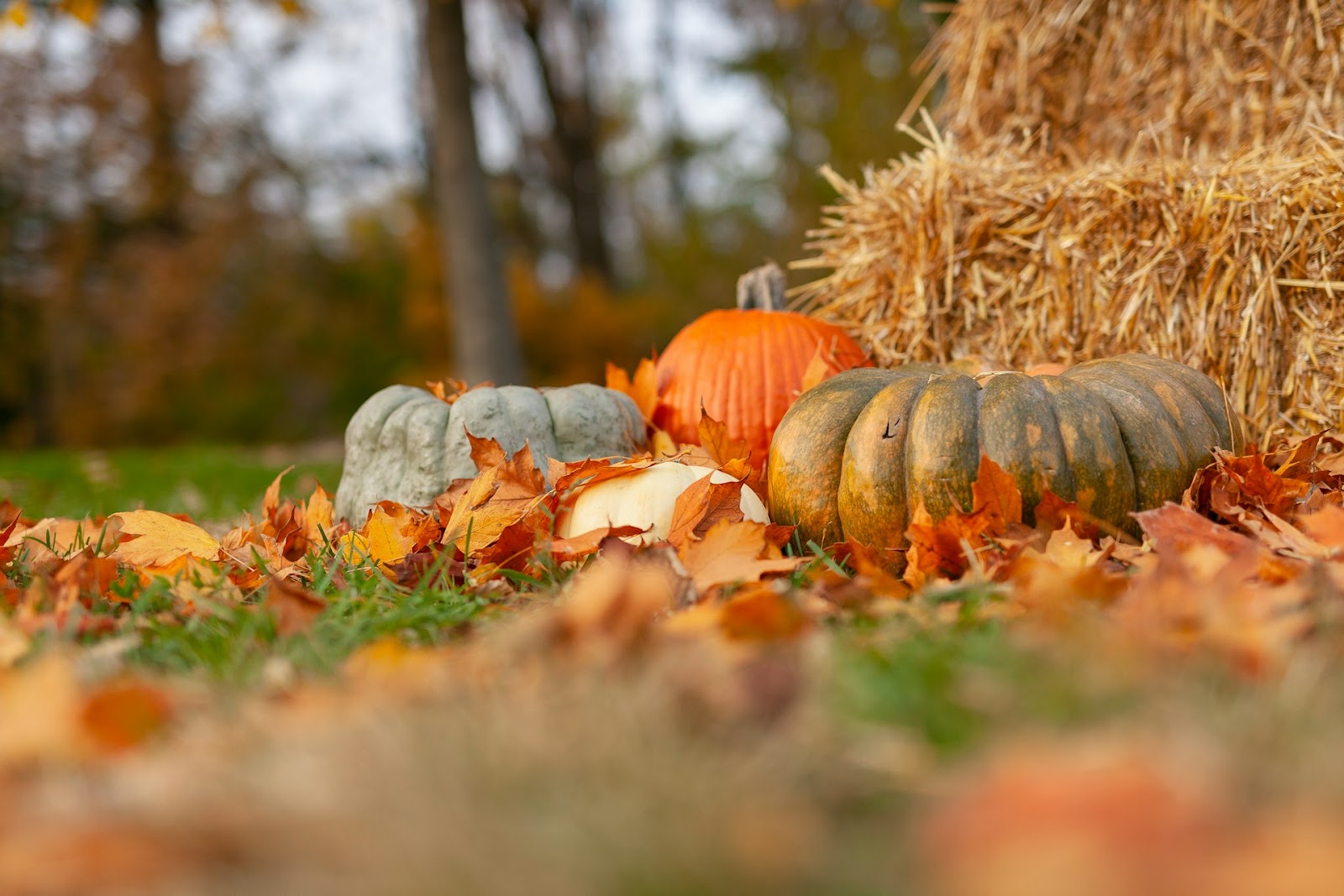 bucket fall list - an image of pumpkins with leaves