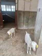 C:\Users\dr hmar.LPM\Desktop\Infrastructure LFP\Goat photos\WhatsApp Image 2025-04-29 at 11.51.25 AM.jpeg