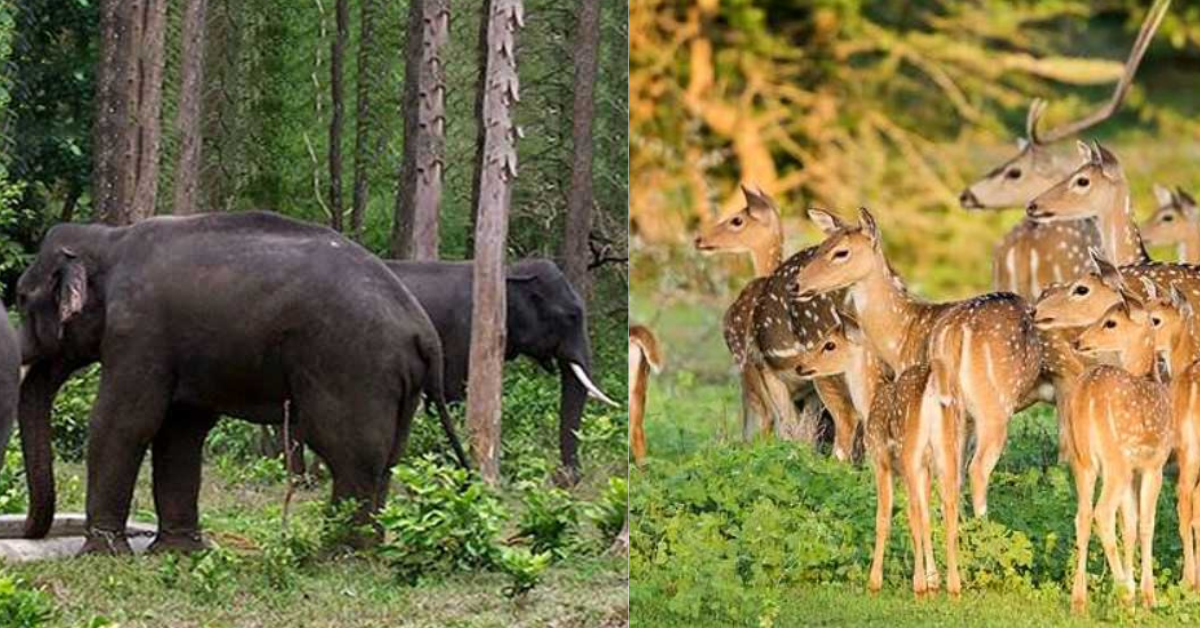 elephants and other animal in Mrugavani National Park