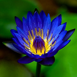 Blue Water Lily Flower