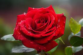 Red rose, The most beautiful flowers in the World