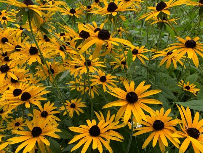 Afbeelding met plant, bloem, echinacea, buitenshuis

Automatisch gegenereerde beschrijving