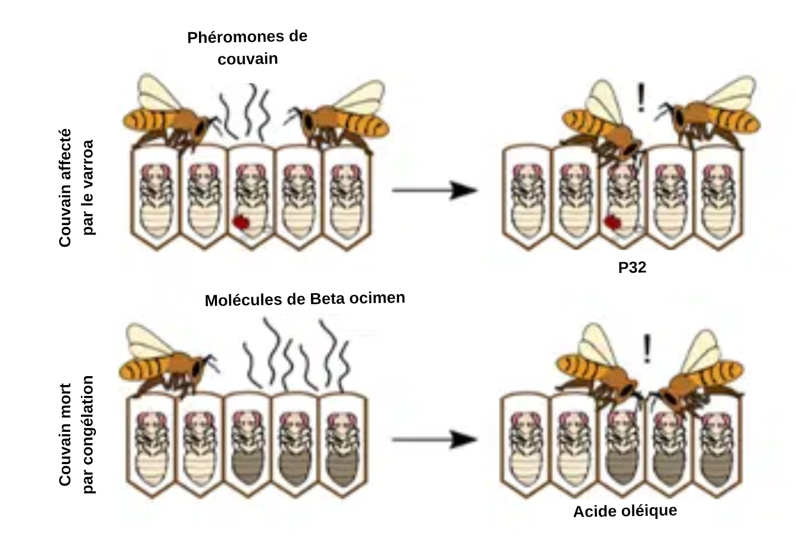 Les antennes des abeilles : quel rôle jouent-elles ? - APICULTEUR DÉBUTANT