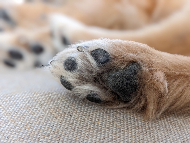 犬の肉球