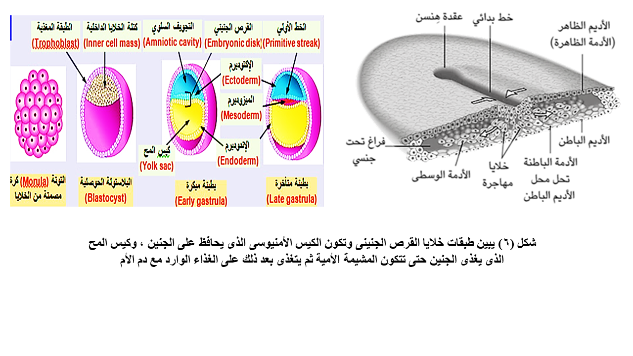 D:\مراسلات الإعجاز العلمى فى القرآن والسنة\محمد عاشور\صور لعجب الذنب\Slide5.PNG