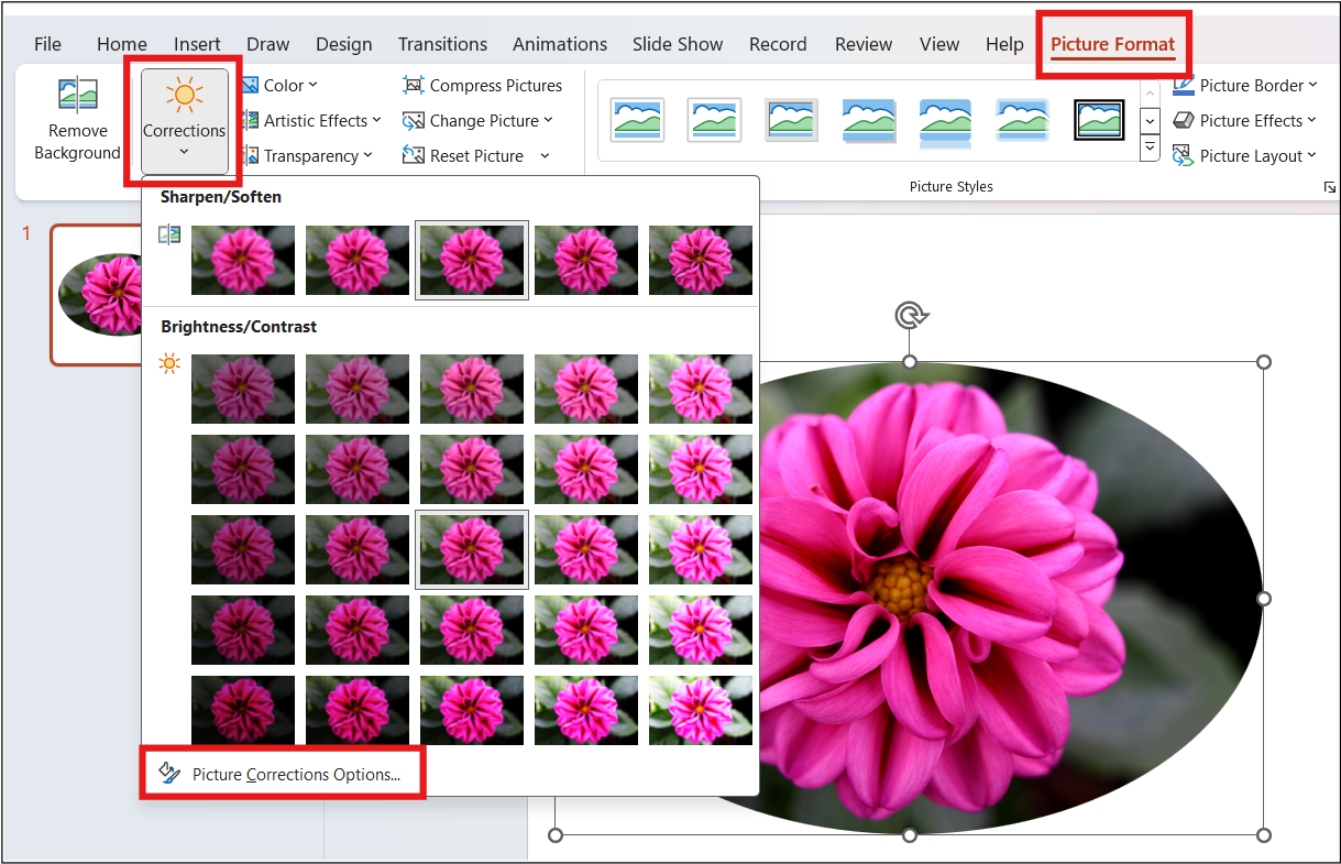 Image Correction option in PowerPoint under Picture Format menu. A flower image is hihglighted.