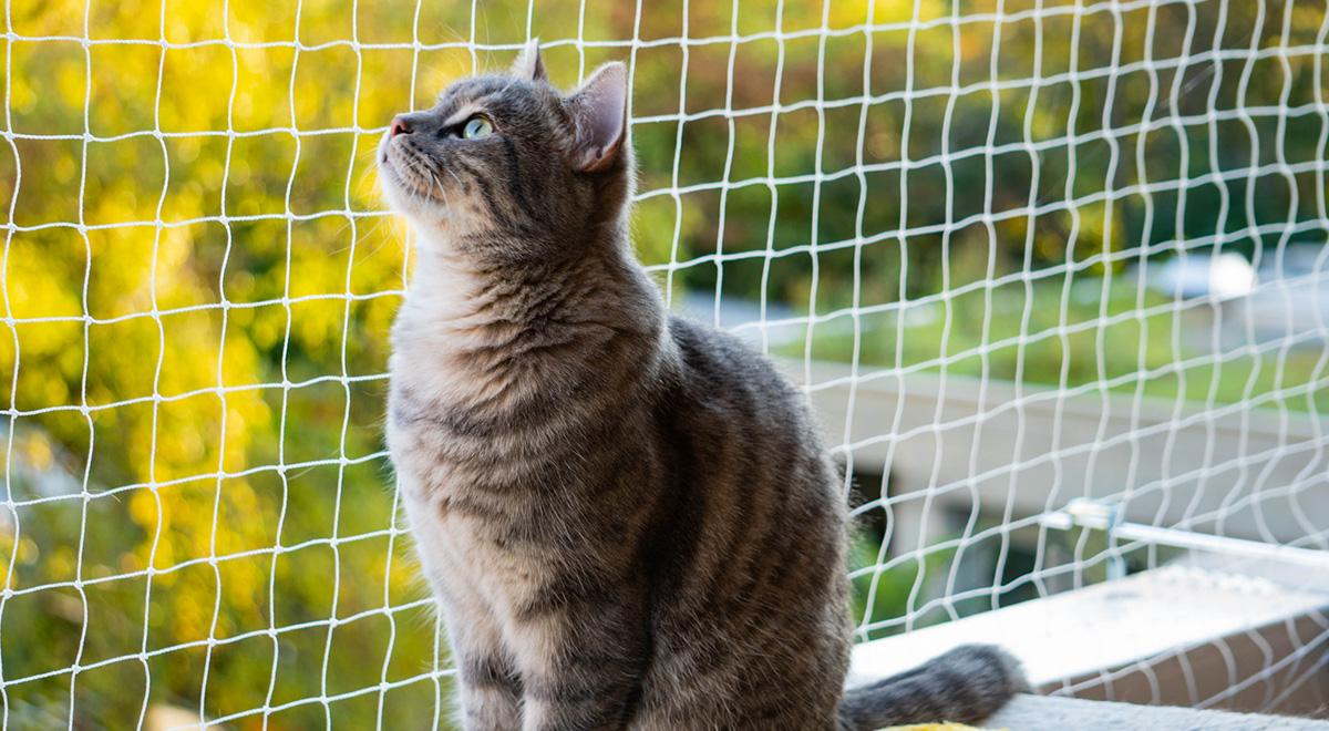 Gato em cima de uma cerca

Descrição gerada automaticamente com confiança média