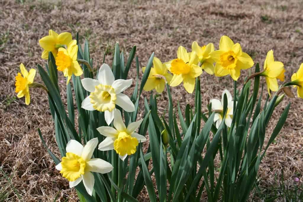 Inspire Joy with Cheerful Home & Garden Ideas