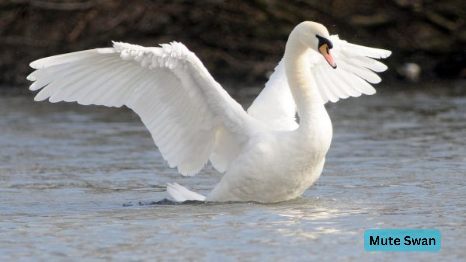 Mute Swan