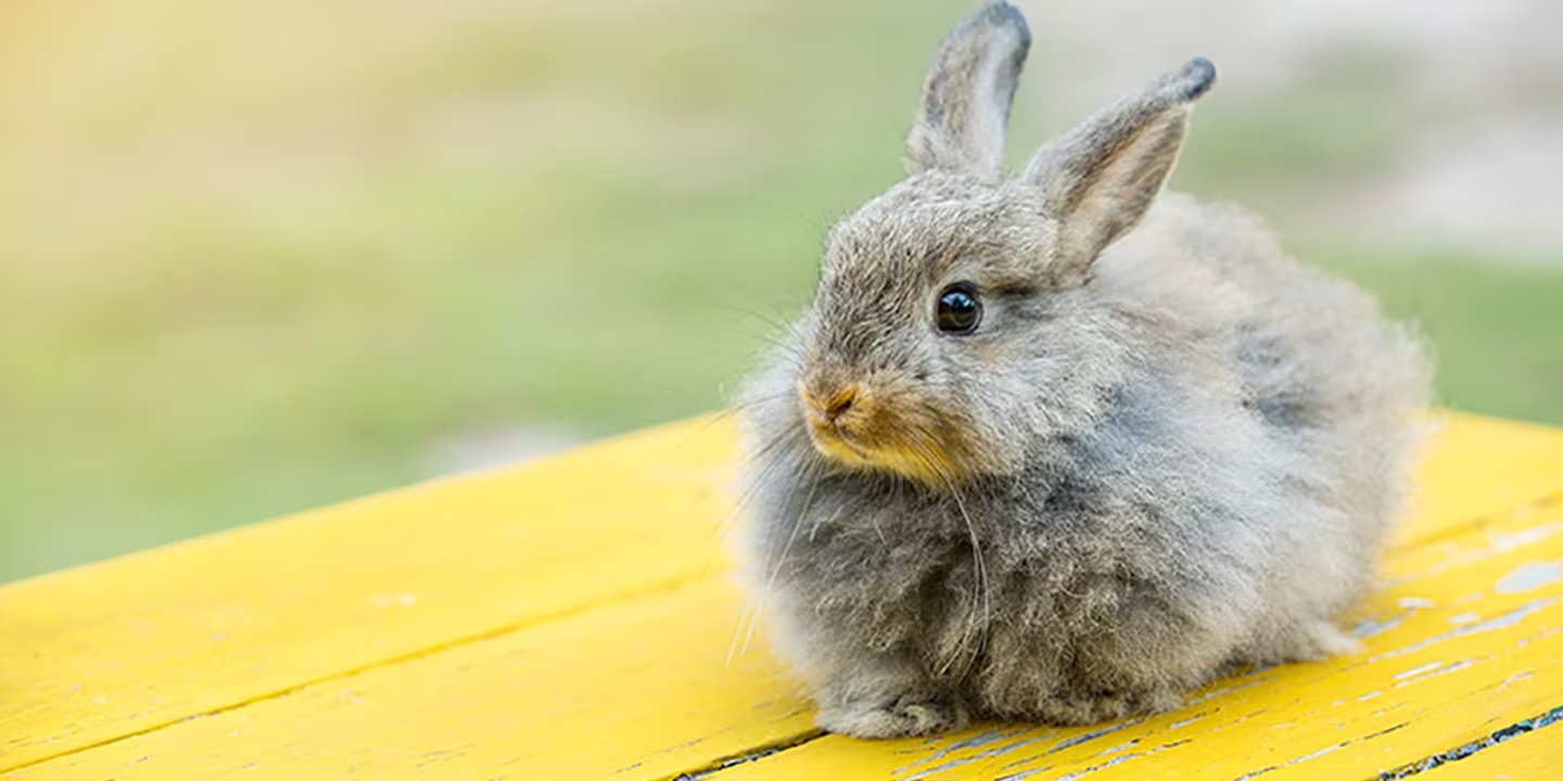 Unique Grey Rabbit Names 