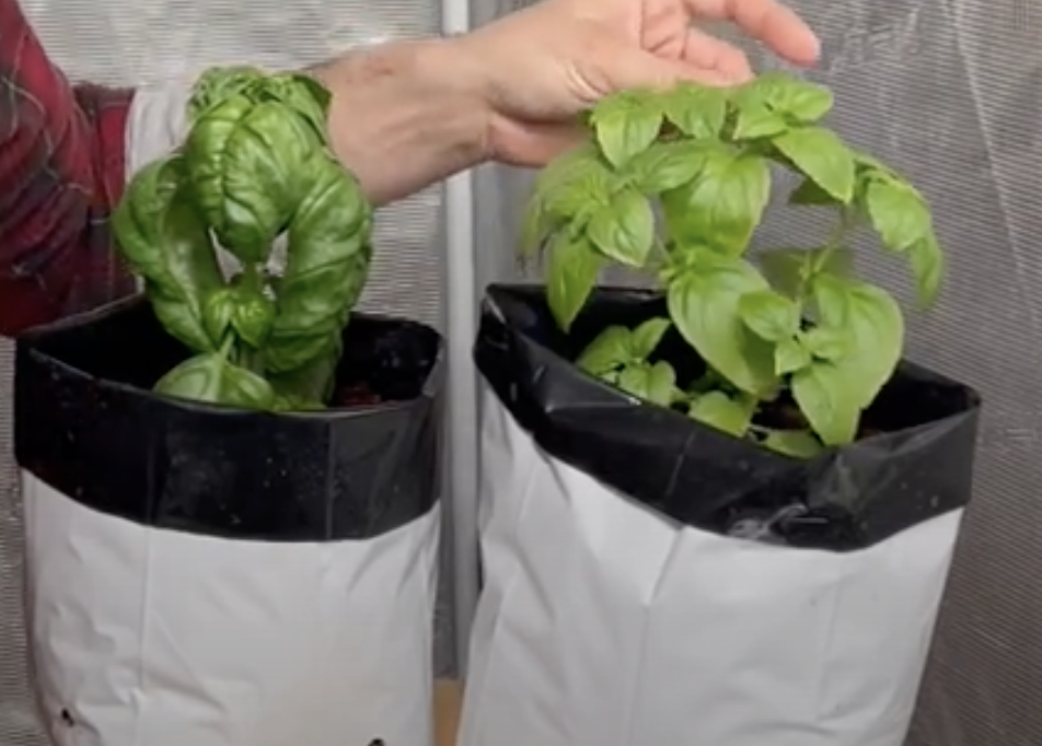 grow your own basil at home